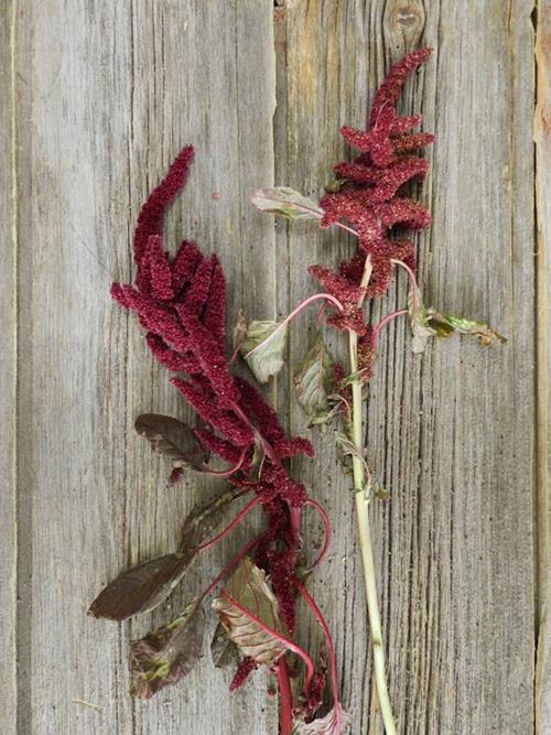 UPRIGHT RED  AMARANTHUS